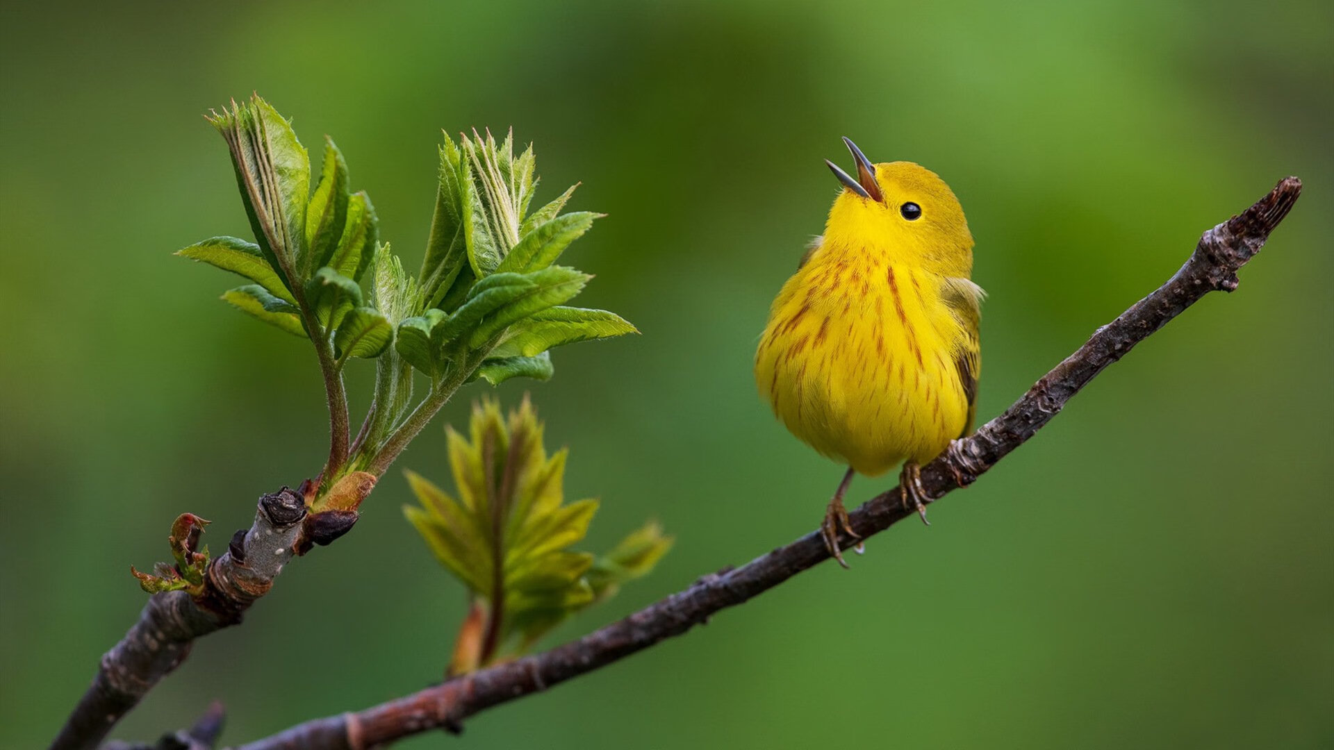 爱游戏中国官方登录入口网站-伊朗男篮在亚洲预赛中奋勇拼搏，争取奥运入场资格，伊朗男篮联赛
