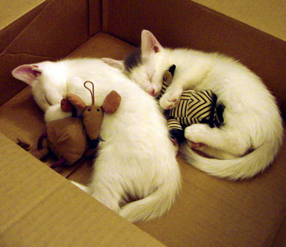 爱游戏体育app-希腊女篮在欧洲锦标赛中再夺金牌，荣耀不断传承，希腊女子篮球超级联赛ds