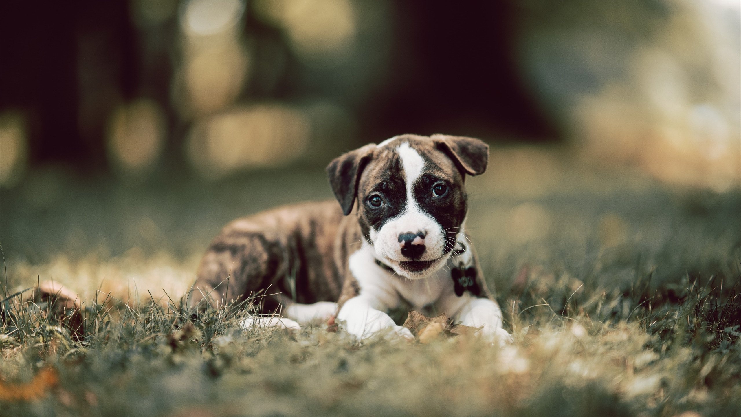 浓眉称自身防守表现仍有提升空间,浓眉的防守到底有多强