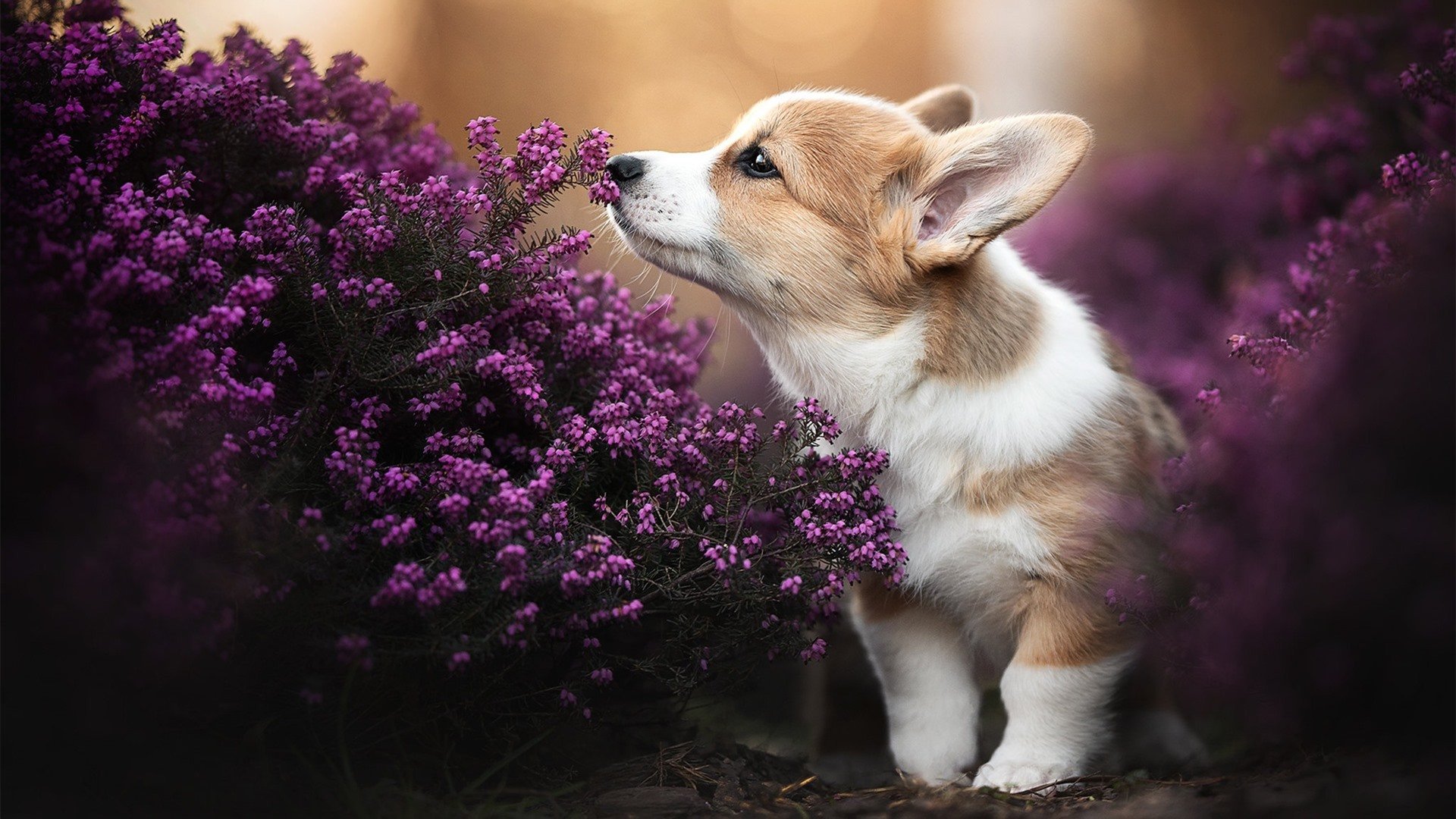 英超冲刺高潮：精彩不停，悬念不断！，英超read